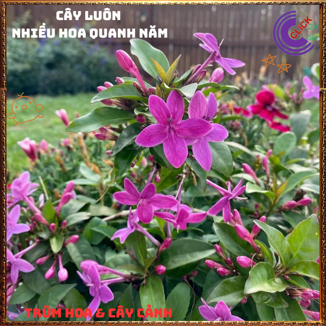 Chậu Hoa MAI CHỈ THIÊN Tím Hồng Xinh Xắn Siêu Siêng Hoa Quanh Năm️💄Hoa Mười Giờ Bonsai & Phụ Kiện