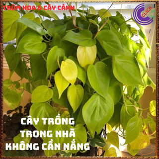 Chậu TRẦU BÀ VÀNG cây trồng trong nhà ưa mát lọc không khí cực tốt ️📬 Làng Hoa Sa Đéc