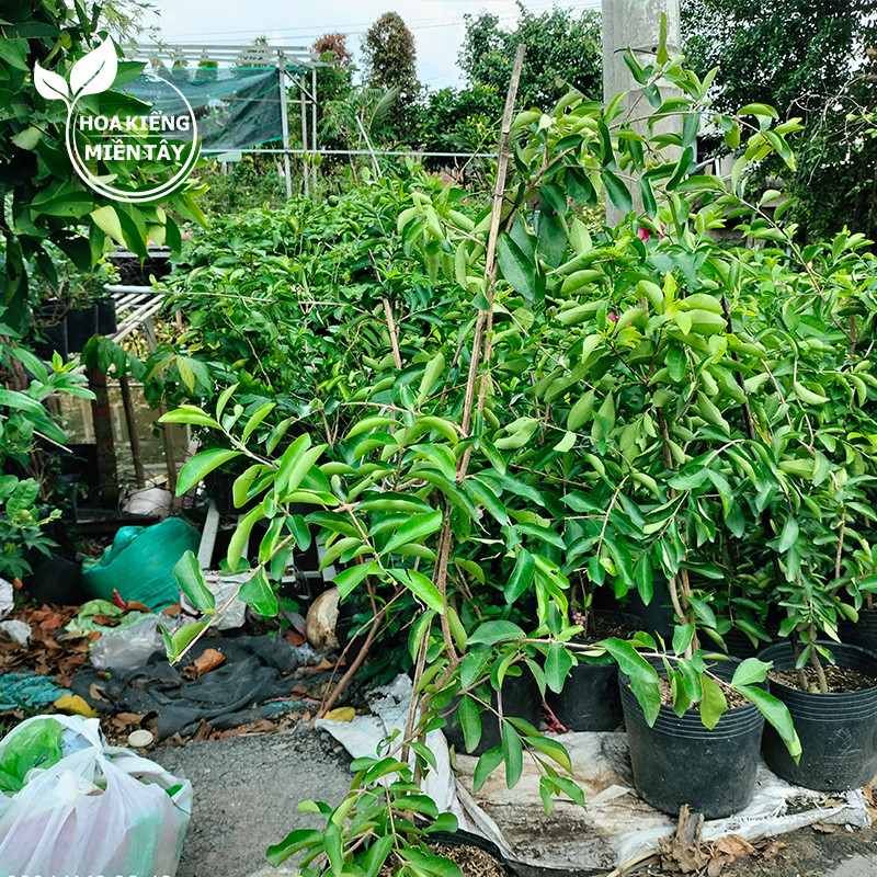 Cây Sơ ri Cao 90cm - Trái Ngọt Đẹp Mắt, Trang Trí Xanh Mát Cho Mọi ...