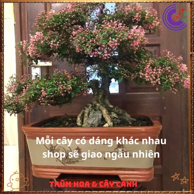 Chậu Hồng Ngọc Mai Bonsai Cổ Kính Đẹp và Thơm Cây Sơ Ri Cảnh Ăn Được⏰{{store}]
