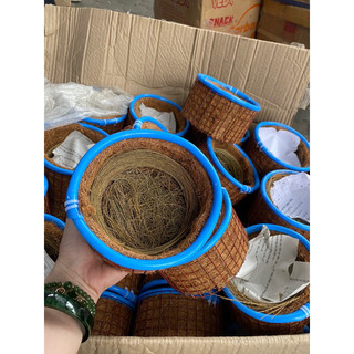 Ổ đẻ  sinh sản chim chào mào, mi, khiếu, cu gáy