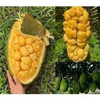 CÂY MÍT TỐ NỮ VI SẦU RIÊNG- CÂY GHÉP ( CAO 1M50- 2M)( có nhiều loại cho ...