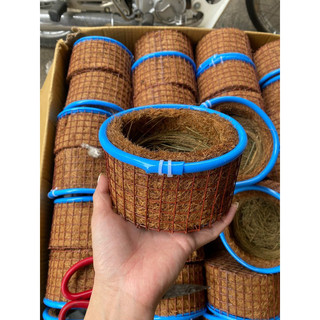 Ổ đẻ  sinh sản chim chào mào, mi, khiếu, cu gáy
