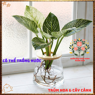 Chậu Hoa TRẦU BÀ ĐẾ VƯƠNG KIM CƯƠNG sáng đẹp sang trọng mang may mắn️💄 Yêu Nhà Yêu Hoa