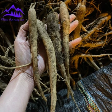 Đẳng sâm tươi rừng Tây Bắc ngâm rượu loại 1 (1kg). Đẳng sâm tươi, khô giúp tăng cường miễn dịch, ích khí, dưỡng huyết