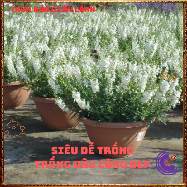 Chậu Hoa NGỌC HÂN màu trắng tinh khôi tuyệt đẹp siêu dễ thương️🎊 Hoa Mười Giờ Bonsai & Phụ Kiện