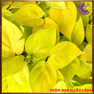 Chậu TRẦU BÀ VÀNG siêu xinh cây trồng trong nhà ưa mát lọc không khí️🌯VƯỜN HOA CỔ TÍCH