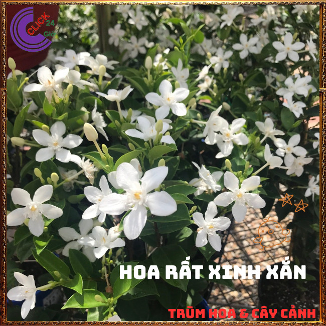 Chậu Hoa MAI CHỈ THIÊN TRẮNG sáng đẹp như những ngôi sao nhỏ xinh️️🍔 TRÙM HOA VÀ CÂY CẢNH