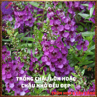 Chậu Hoa NGỌC HÂN màu tím uy thế tuyệt đẹp nở quanh năm sang trọng️🌭 Làng Hoa Sa Đéc