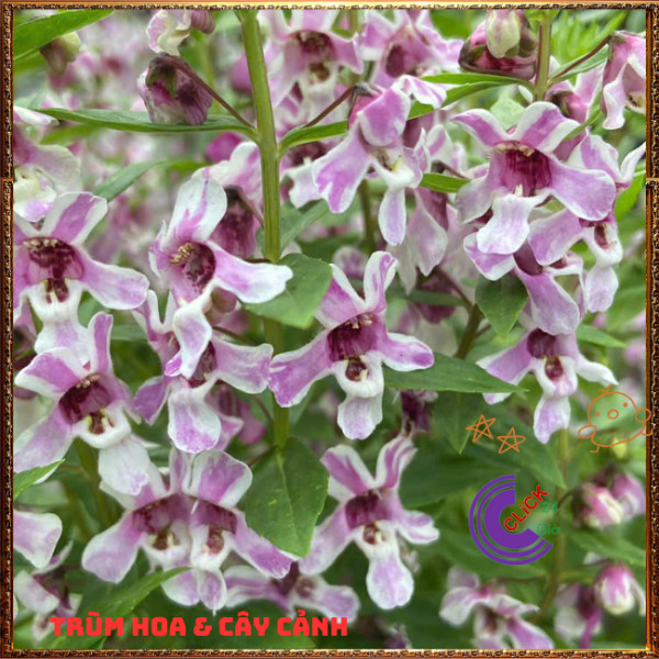 Chậu Hoa NGỌC HÂN màu song hỷ xinh xắn siêu dễ thương nở cả ngày ️🎊 Hoa Mười Giờ Bonsai & Phụ Kiện