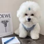 Chó Con Mùa Hè Quần Áo Chó Cho Shih Tzu Nam Và Famale Thoáng Khí Quần Áo Thú Cưng Mèo Nhỏ Mỏng Chó Vest