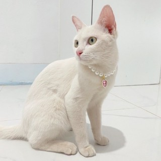 Vòng cổ mèo Vòng cổ ngọc trai thú cưng Phụ kiện cổ chó Phụ kiện trang sức thú cưng Mặt dây chuyền chó con