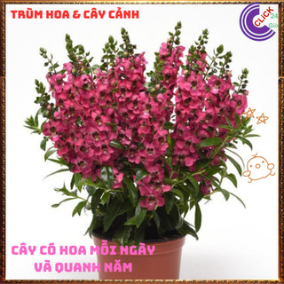 Chậu Hoa NGỌC HÂN màu hồng mới ngọt mắt tuyệt đẹp siêu dễ thương️🌭 Yêu Nhà Yêu Hoa
