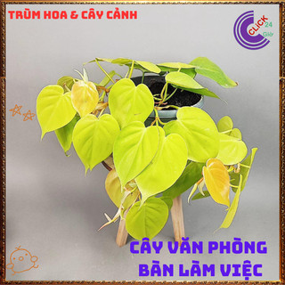 Chậu TRẦU BÀ VÀNG siêu xinh cây trồng trong nhà ưa mát lọc không khí️🌯VƯỜN HOA CỔ TÍCH
