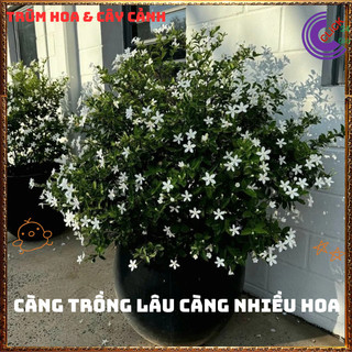 Chậu Hoa MAI CHỈ THIÊN TRẮNG sáng đẹp như những ngôi sao nhỏ xinh️🌮 Siêu Thị Hoa Và Cây Giống