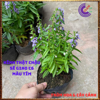 Chậu Hoa NGỌC HÂN màu tím sang trọng nở quanh năm siêu đẹp🍕 MiMa market