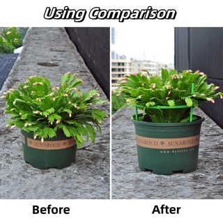 Cây Vườn Hoa Đứng Hình Bán Nguyệt Nhà Kính Sắp Xếp Giá Đỡ Cây Nho Leo Chân Đế Cây Cảnh Dụng Cụ