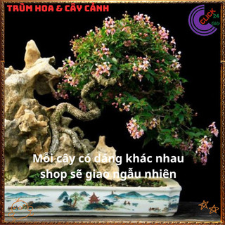 Cây Cây Sơ Ri Kiểng - Hồng Ngọc Mai Bonsai Siêu Hoa Quả Thơm Ngon️💄{{store}]