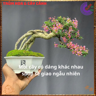 Cây Cảnh Bonsai Hồng Ngọc Mai Siêu Hoa Trái Cây Sơ Ri Cảnh Thơm💍{{store}]