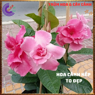 Chậu hoa HỒNG ANH CÁNH KÉP dây leo nở quanh năm to đẹp rất dễ trồng ️🌭Làng Hoa Sa Đéc