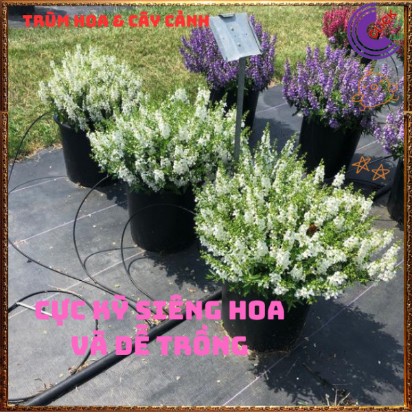 Chậu Hoa NGỌC HÂN màu trắng tinh khôi tuyệt đẹp siêu dễ thương️🎊 Hoa Mười Giờ Bonsai & Phụ Kiện