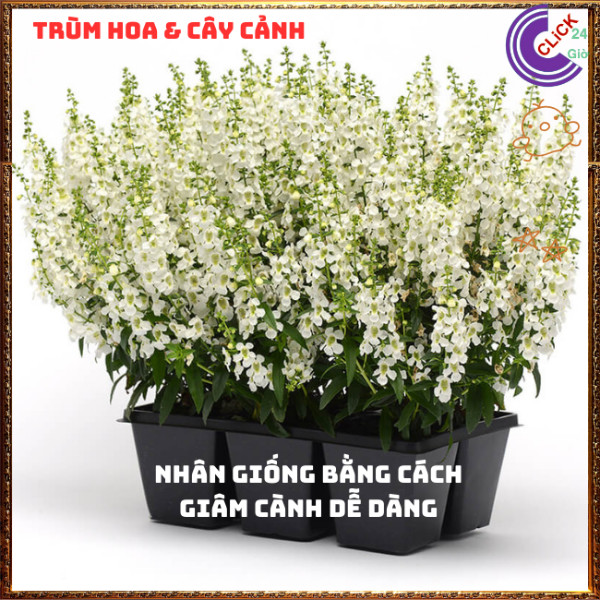 Chậu Hoa NGỌC HÂN màu trắng tinh khôi tuyệt đẹp siêu dễ thương️🎊 Hoa Mười Giờ Bonsai & Phụ Kiện