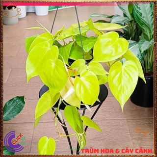Chậu TRẦU BÀ VÀNG cây trồng trong nhà ưa mát lọc khí mang điềm lành️️🥁 MiMa market