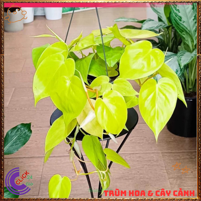 Chậu TRẦU BÀ VÀNG cây trồng trong nhà ưa mát lọc khí mang điềm lành⏰ TRÙM HOA VÀ CÂY CẢNH