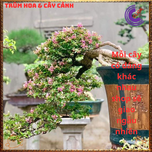 Cây Cây Sơ Ri Kiểng Hồng Ngọc Mai Bonsai Siêu Hoa Thơm Trái Ngon💍{{store}]
