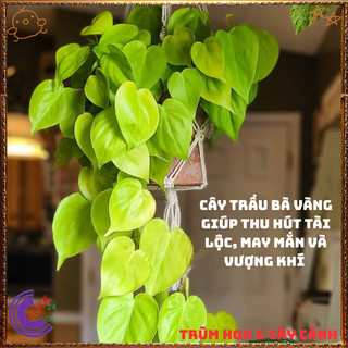 Chậu TRẦU BÀ VÀNG cây trồng trong nhà ưa mát lọc khí mang điềm lành️️🥁 MiMa market