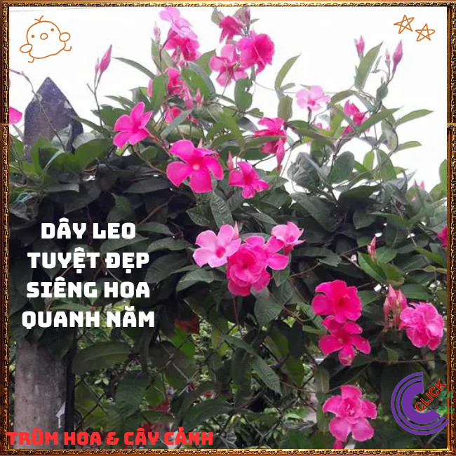 Chậu hoa HỒNG ANH CÁNH KÉP dây leo siêu bông nở quanh năm tuyệt đẹp️💄Hoa Mười Giờ Bonsai & Phụ Kiện