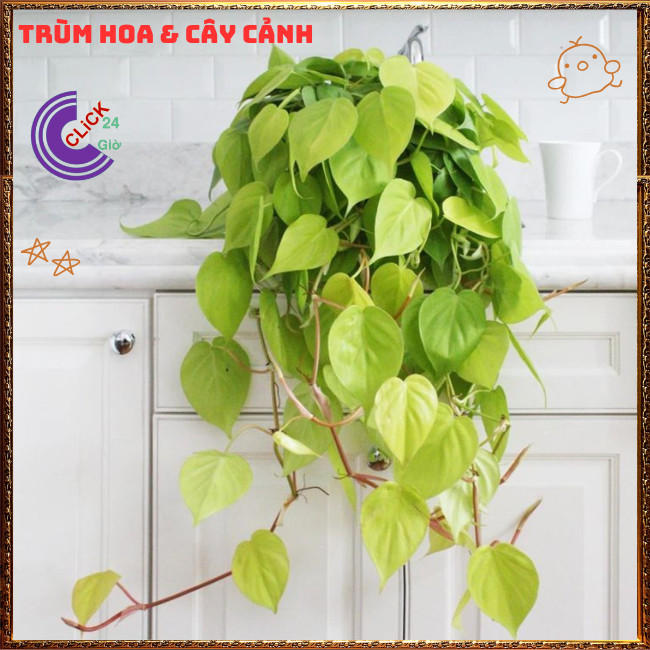 Chậu TRẦU BÀ VÀNG cây trồng trong nhà ưa mát lọc khí mang điềm lành⏰ TRÙM HOA VÀ CÂY CẢNH