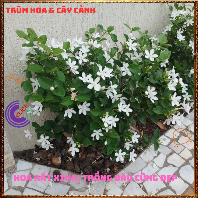 Chậu Hoa MAI CHỈ THIÊN nở đẹp quanh năm đem đến tốt lành và may mắn️💄Hoa Mười Giờ Bonsai & Phụ Kiện