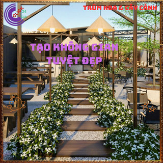 Chậu Hoa Mai Chỉ Thiên Màu Trắng Xinh Đẹp Dịu Dàng nở quanh năm ️📜 Hoa Đẹp Dễ Trồng