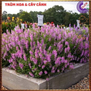 Chậu Hoa NGỌC HÂN màu hồng cổ siêu dễ thương nở quanh năm tuyệt đẹp️🌮 Siêu Thị Hoa Và Cây Giống