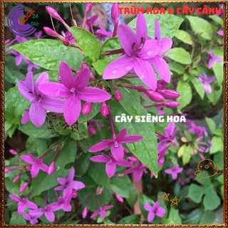 Chậu Hoa MAI CHỈ THIÊN Tím Hồng Xinh Xắn Siêu Siêng Hoa Quanh Năm⌛VƯỜN HOA CỔ TÍCH