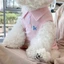 Chó Polo Áo Sơ Mi Quần Áo Chó Con Nhỏ Shih Tzu Quần Áo Mèo