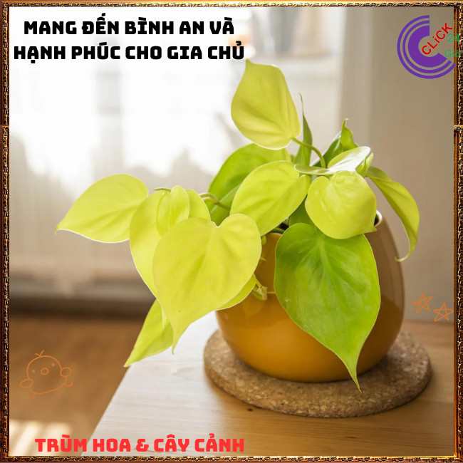 Chậu TRẦU BÀ VÀNG cây trồng trong nhà ưa mát lọc khí mang điềm lành⏰ TRÙM HOA VÀ CÂY CẢNH