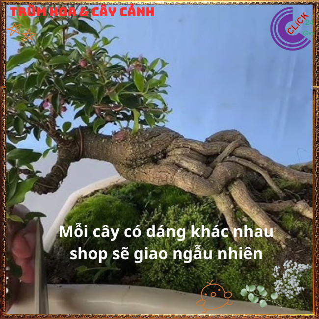 Cây Cây Sơ Ri Kiểng Hồng Ngọc Mai Bonsai Siêu Hoa Thơm Trái Ngon💍{{store}]