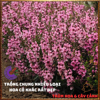 Chậu Hoa NGỌC HÂN màu hồng cổ siêu dễ thương nở quanh năm tuyệt đẹp️🌮 Siêu Thị Hoa Và Cây Giống