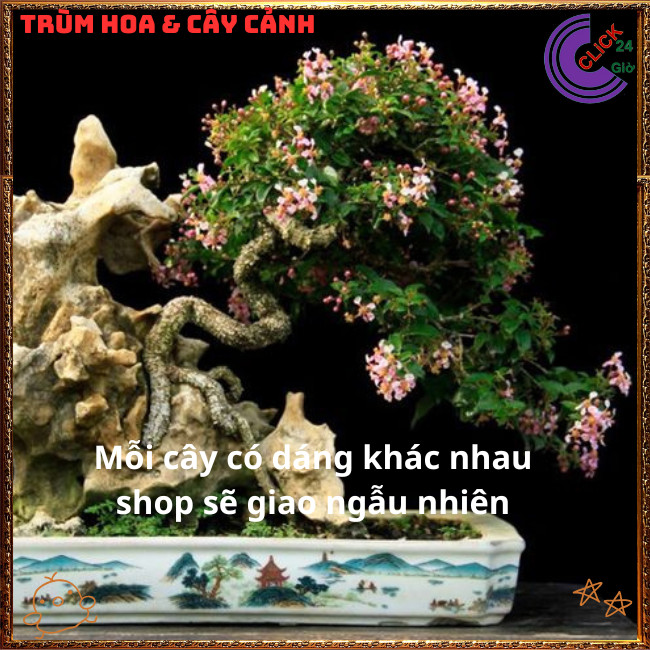 Cây Cây Sơ Ri Kiểng Hồng Ngọc Mai Bonsai Siêu Hoa Thơm Trái Ngon💍{{store}]