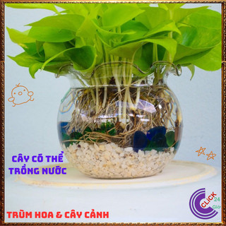 Chậu TRẦU BÀ VÀNG siêu xinh cây trồng trong nhà ưa mát lọc không khí️🌭Hoa Mười Giờ Bonsai & Phụ Kiện