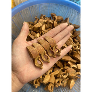 Chân quỳ tre lồng chim, chân quỳ voi tre già chân đục lồng chim chào mào