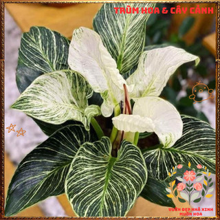 Chậu Hoa TRẦU BÀ ĐẾ VƯƠNG KIM CƯƠNG cây cảnh quý tộc sang trọng 🍕 MiMa market
