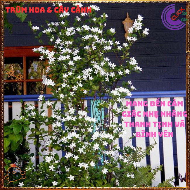 Chậu Hoa MAI CHỈ THIÊN TRẮNG sáng đẹp như những ngôi sao nhỏ xinh️️🍔 TRÙM HOA VÀ CÂY CẢNH