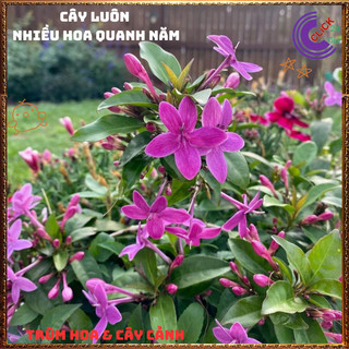 Chậu Hoa MAI CHỈ THIÊN Tím Hồng Xinh Xắn Siêu Siêng Hoa Quanh Năm⏳TRUNG TÂM CÂY GIỐNG VÀ HOA