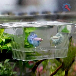 [At] Cá cảnh Cá Guppy Nhân giống đôi Nuôi bẫy Hộp ấp trứng TH