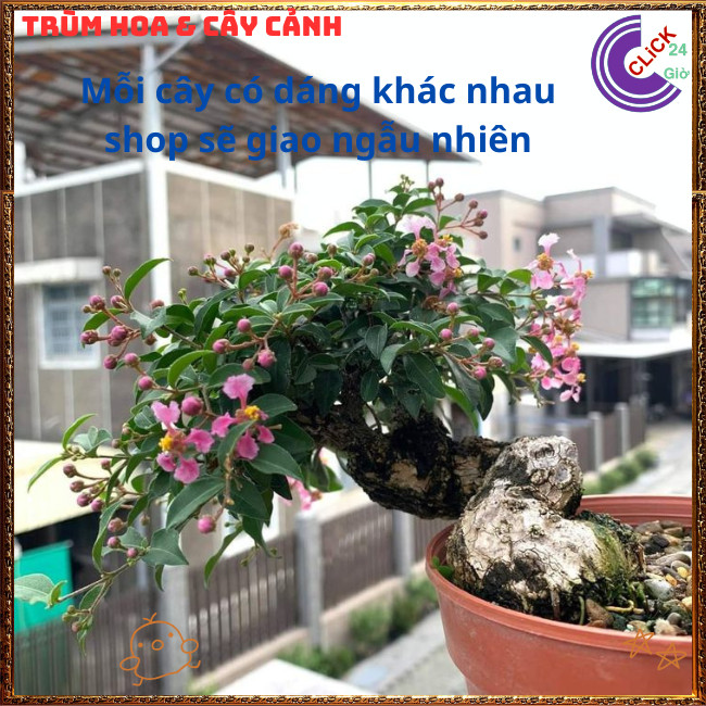 Chậu Hồng Ngọc Mai Bonsai Cổ Kính Đẹp và Thơm Cây Sơ Ri Cảnh Ăn Được⏰{{store}]