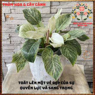 Chậu Hoa TRẦU BÀ ĐẾ VƯƠNG KIM CƯƠNG sáng đẹp sang trọng mang may mắn️💄 Yêu Nhà Yêu Hoa