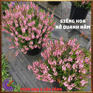 Chậu Hoa NGỌC HÂN màu hồng cổ xinh xắn đáng yêu nở dầy đặc quanh năm️📬 Yêu Nhà Yêu Hoa